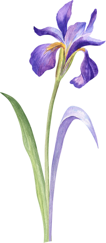 Iris Flower with Purple Leaf Watercolor