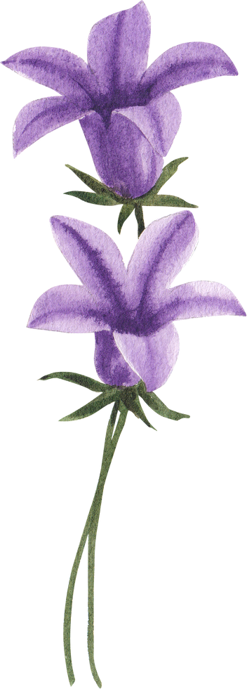 Purple Flowers Watercolor